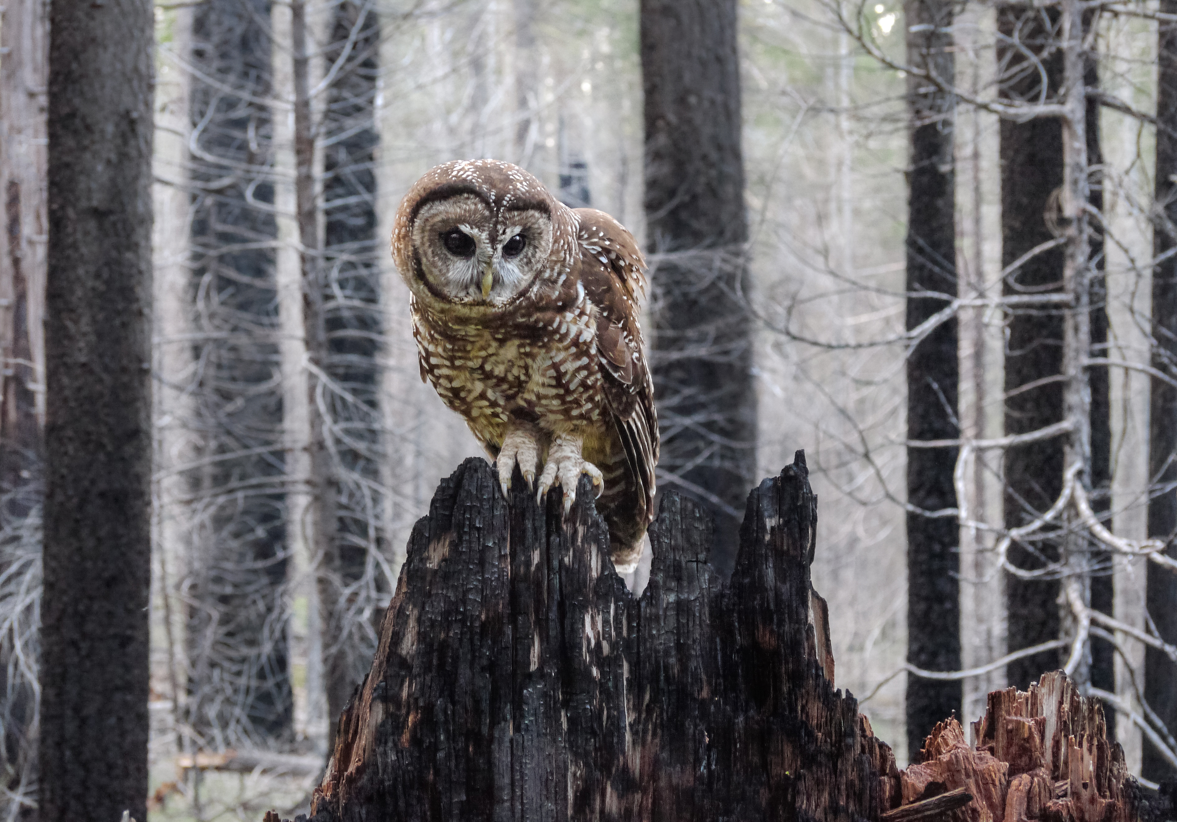 Spotted Owl foraging in high severity fire patch, 2013 Rim Fire, Yosemite