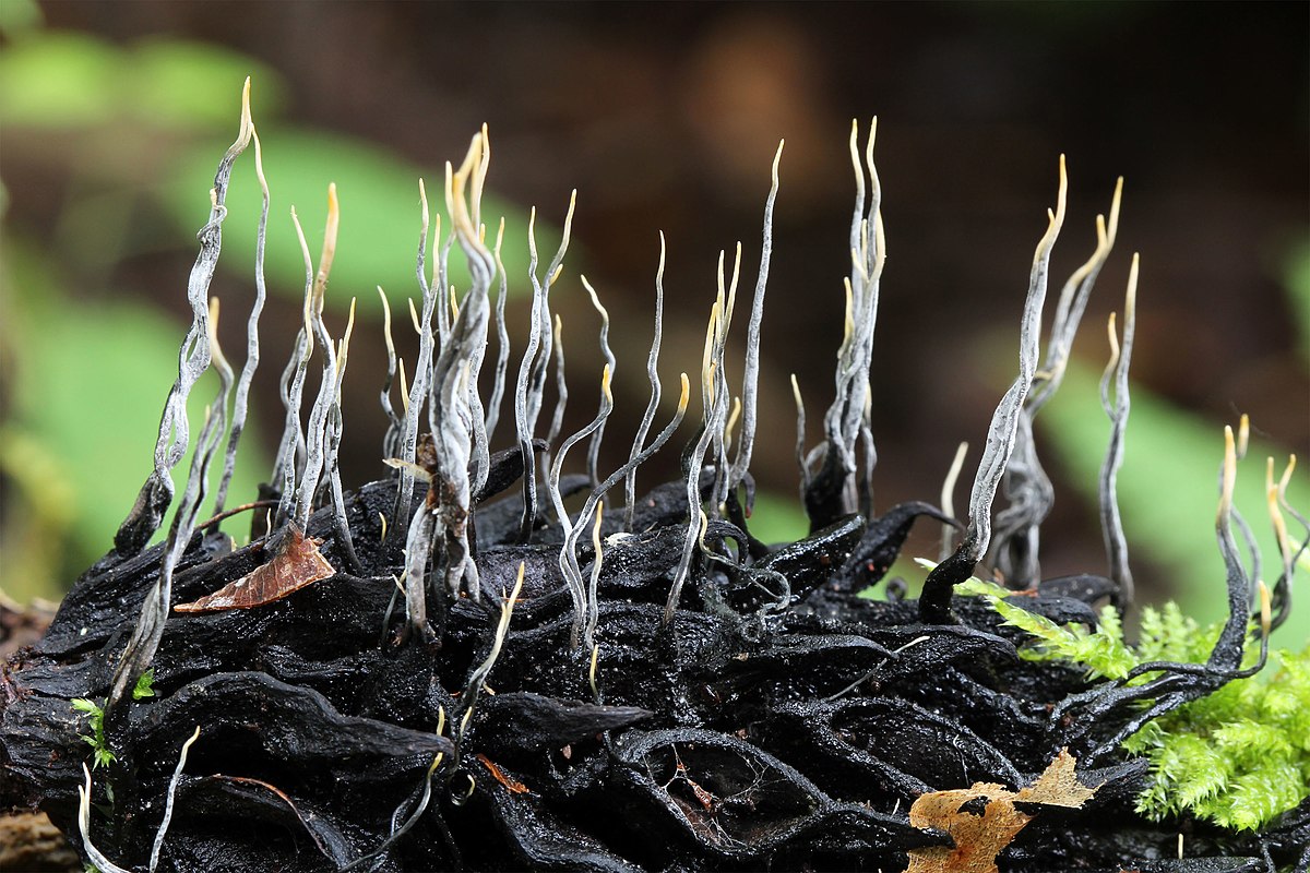 Fruiting bodies of the fungus Xylaria magnoliae emerging from a magnolia cone on the forest floor.