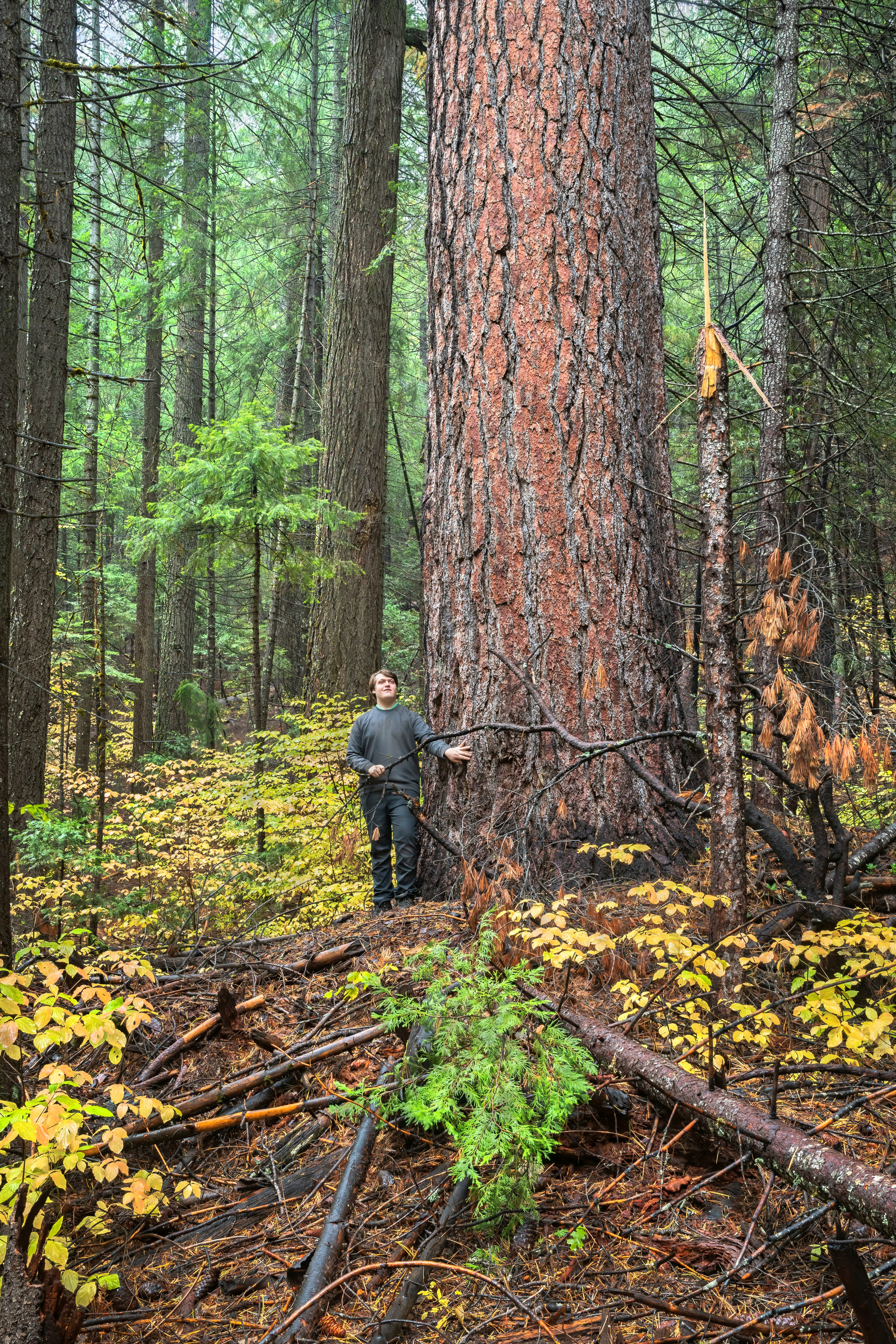 7 foot DBH Sugar Pine in 'Sugar Basin Grove'