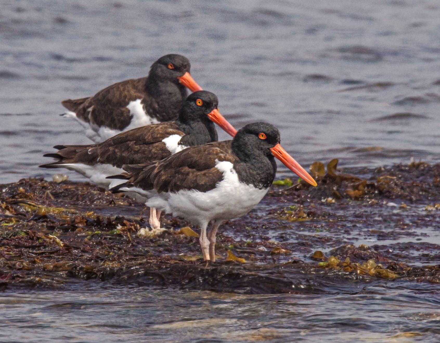 American Oystercatchers