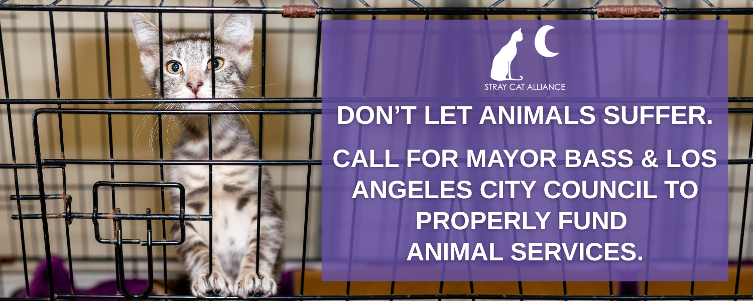 Photo of young tabby cat standing behind bars of a cage. Purple box overlays photo with text reading, "Don't let animals suffer. CALL FOR MAYOR BASS & THE LOS ANGELES CITY COUNCIL TO PROPERLY FUND ANIMAL SERVICES."