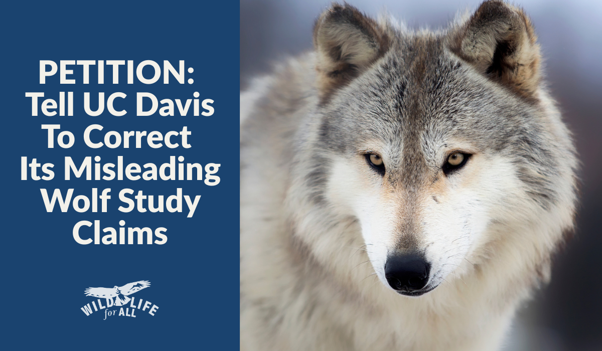 A wolf looks at the camera while white text on a blue background reads, "PETITION: Tell UC Davis to Correct Its Misleading Wolf Study Claims."