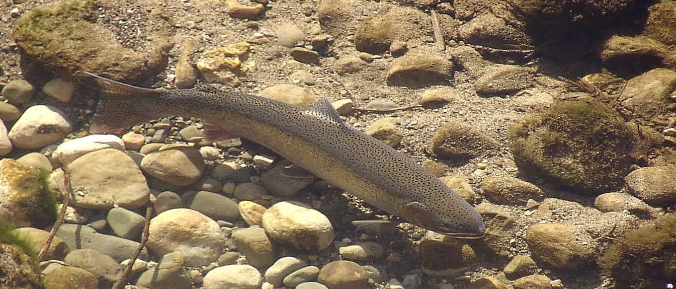 Southern steelhead