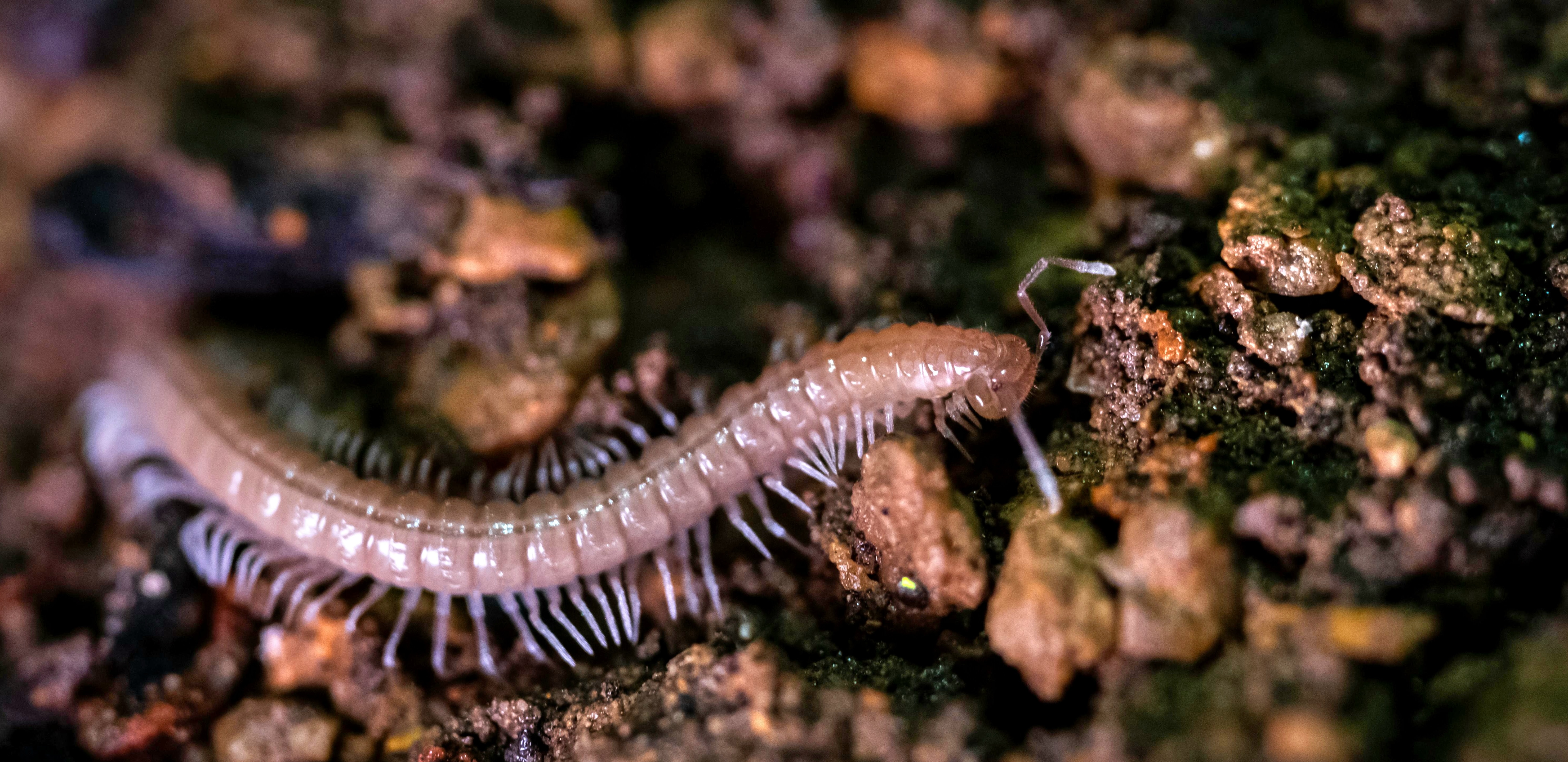 A pale crawling critter on rocks