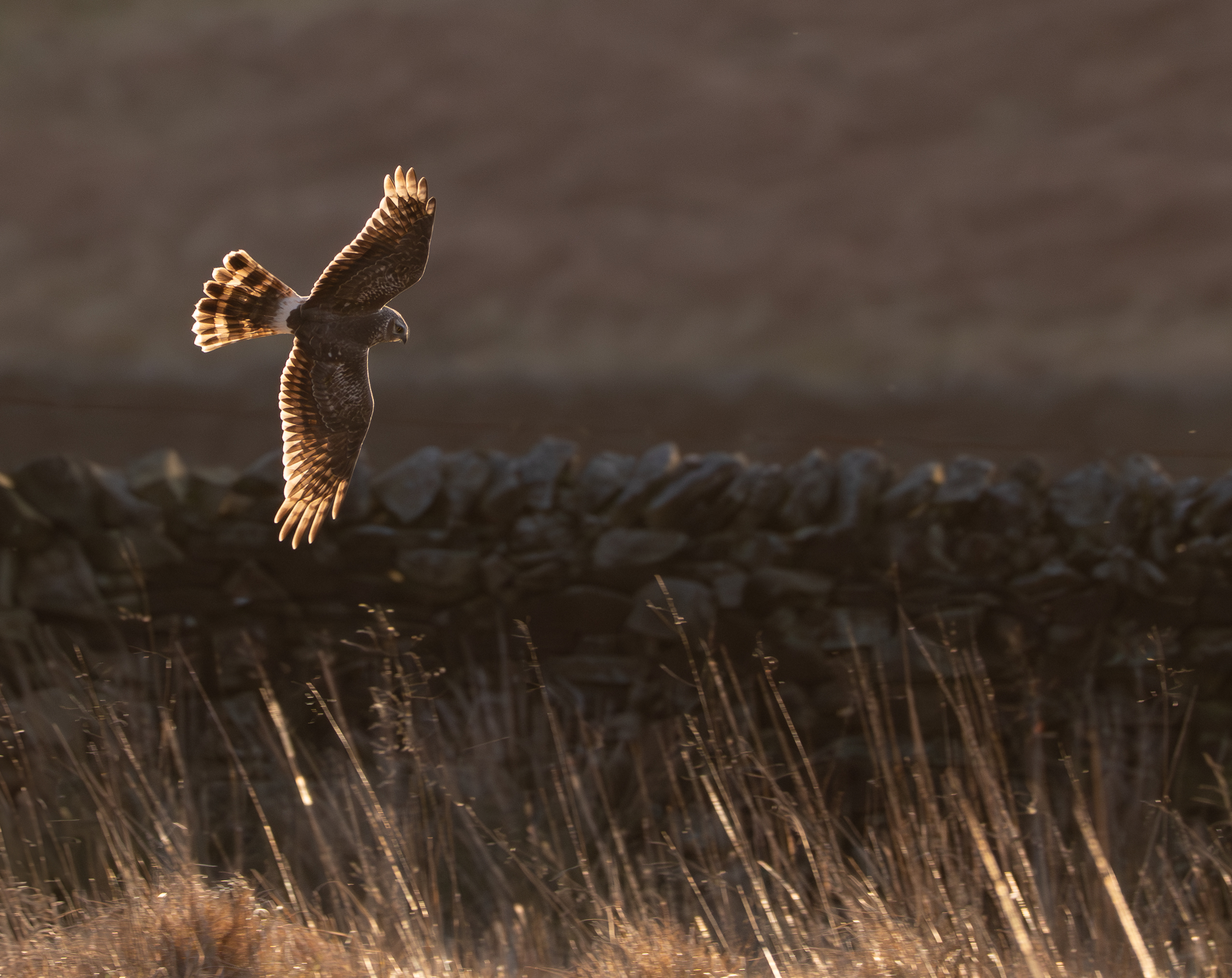 Hen harrier flying on a moorland in front of wall.