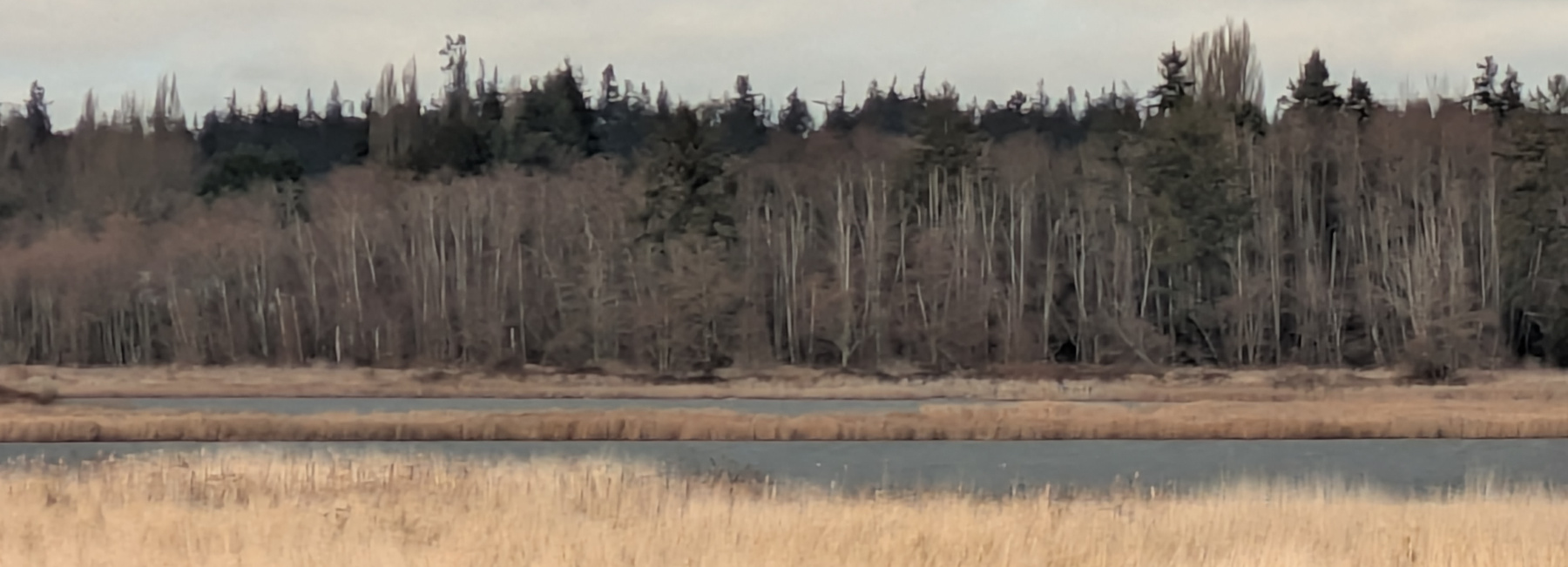 Whidbey Climate ACTION logo