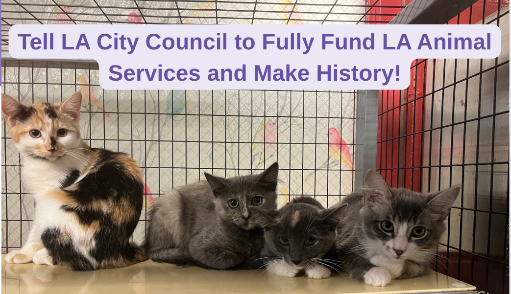 Photo of kittens in a cage. Purple box overlays photo with text reading, "Tell LA City Council to Fully Fund LA Animal Services and Make History!"