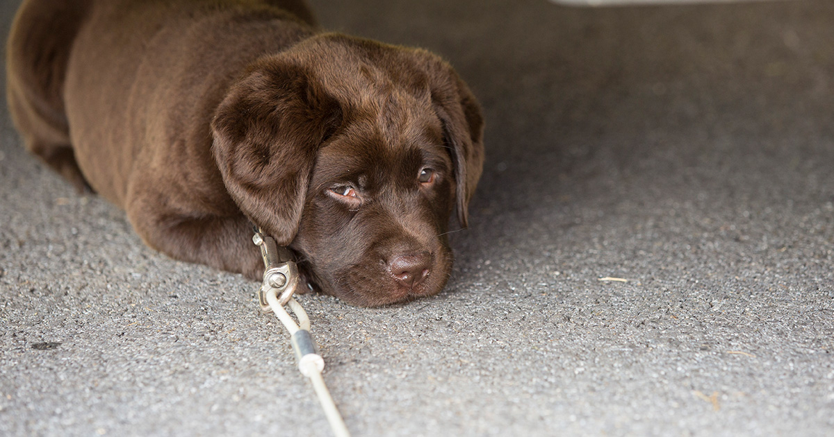 Craven County, North Carolina Ban Dog Tethering