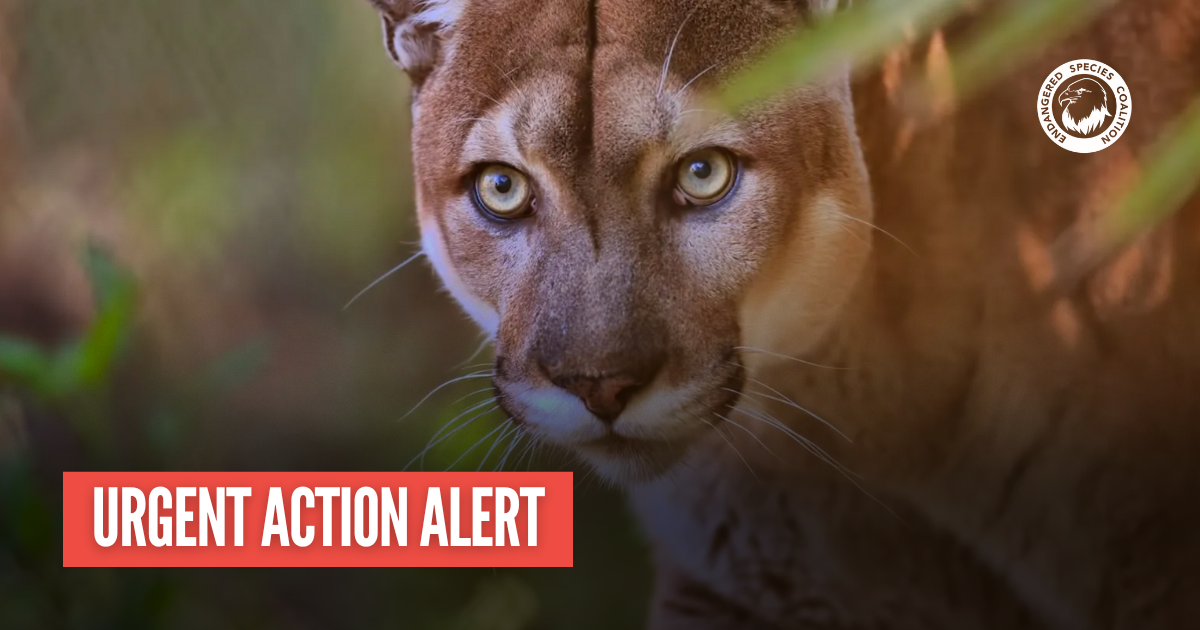 Urgent: Stop H.R. 65 – A Direct Attack on the Endangered Species Act
