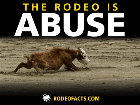 No Rodeo at Westfield Fair - Action Network