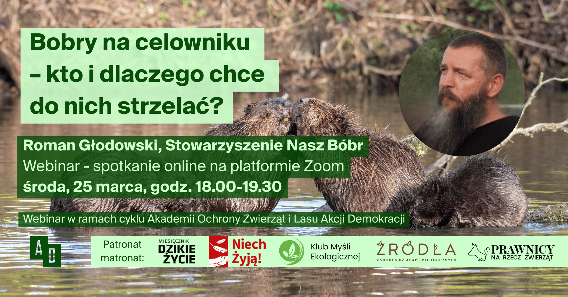 Bobry na celowniku – kto i dlaczego chce do nich strzelać?