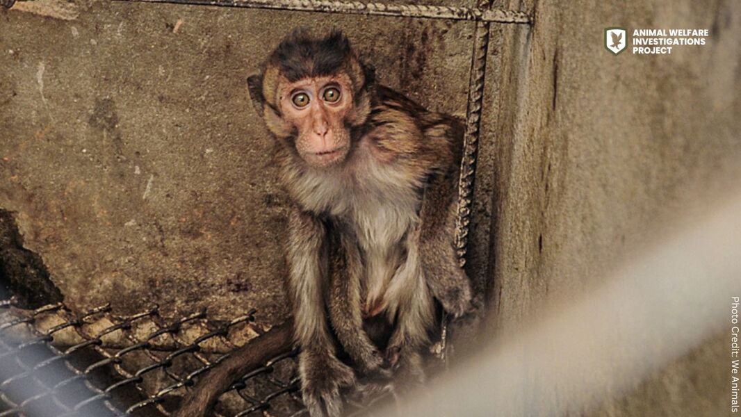 Sign now if you agree that the torture of baby monkeys must be ...