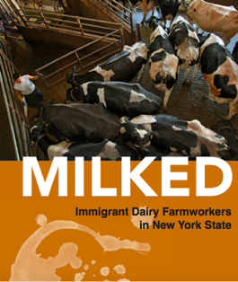 MILKED: A Report About Immigrant Dairy Workers in New York