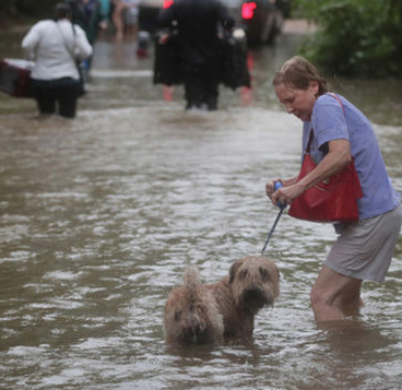 Woman in flooding with dog Woman in flooding with dog