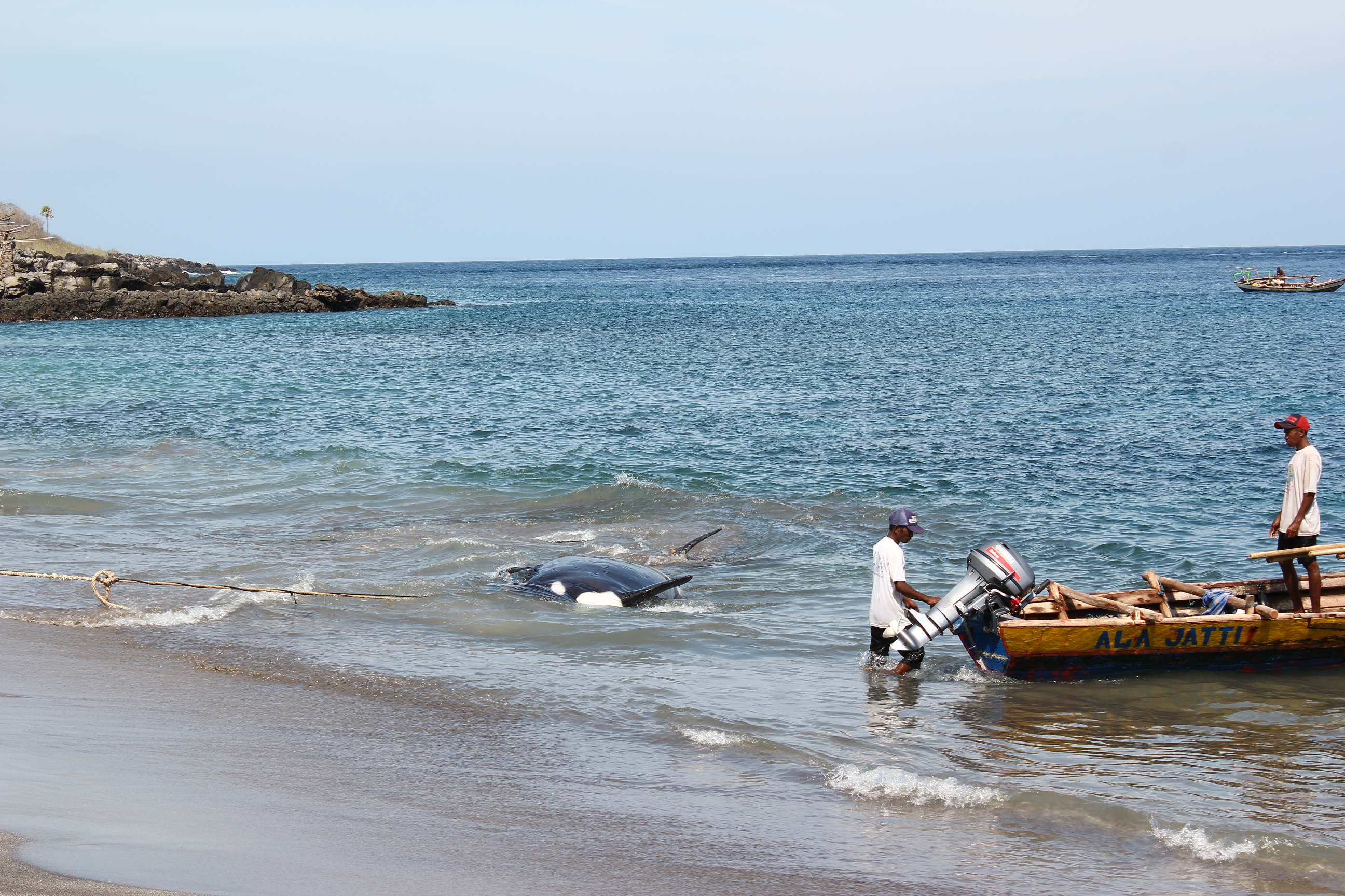 Fishermen use outboard (motorized) engines to illegally kill a family of orcas, Lamalera, Indonesia. Credit: Dolphin Project