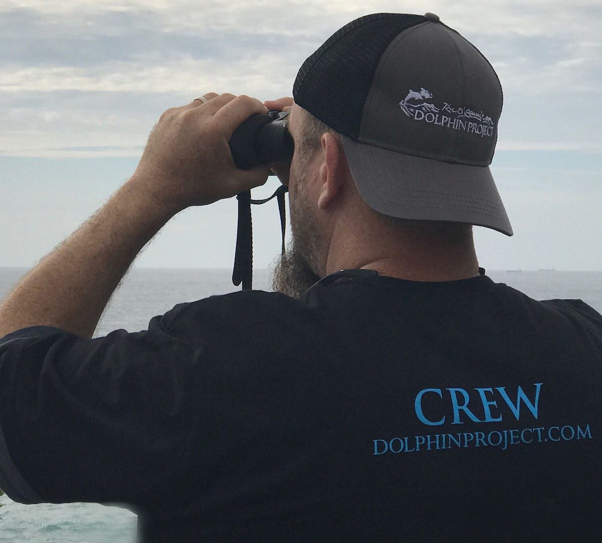 Dolphin Project Returns to the Cove