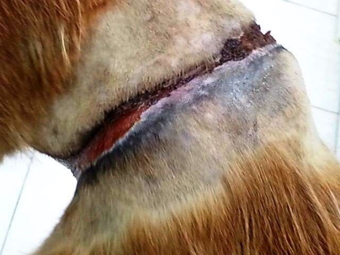 A dog suffered this wound from a snare wrapped around his abdomen.