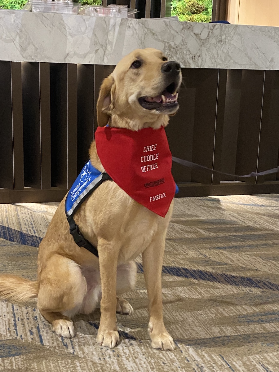 Unchained's facility dog, Fairfax, a yellow labrador/golden retreiver mix, sits proudly, wearing his blue Canine Companions vest and his red Unchained "Chief Cuddle Officer" bandana