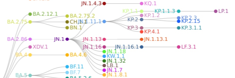 BA.2.86 lineages demonstrate JN.1 as trunk of a larger tree that has many variants. While only some are KP.2, all are still JN.1.