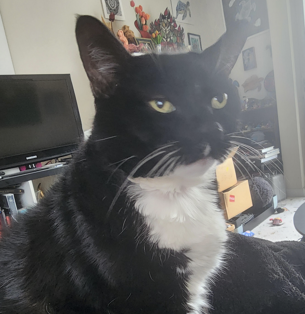 Image: Black and white cat staring at the camera judgementally