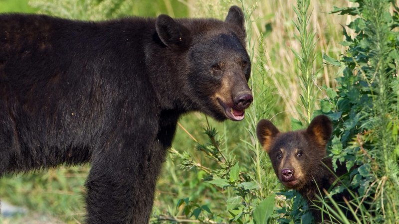 Florida black bear and cub