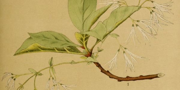 Botanical drawing of leaves and a branch Botanical drawing of leaves and a branch
