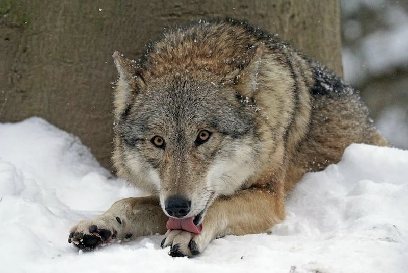 Gray wolf in snow at base of tree looking at viewer