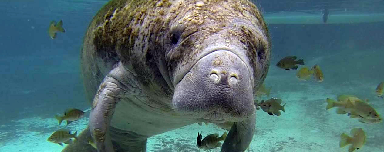 Florida manatee in blue waters looking at viewer