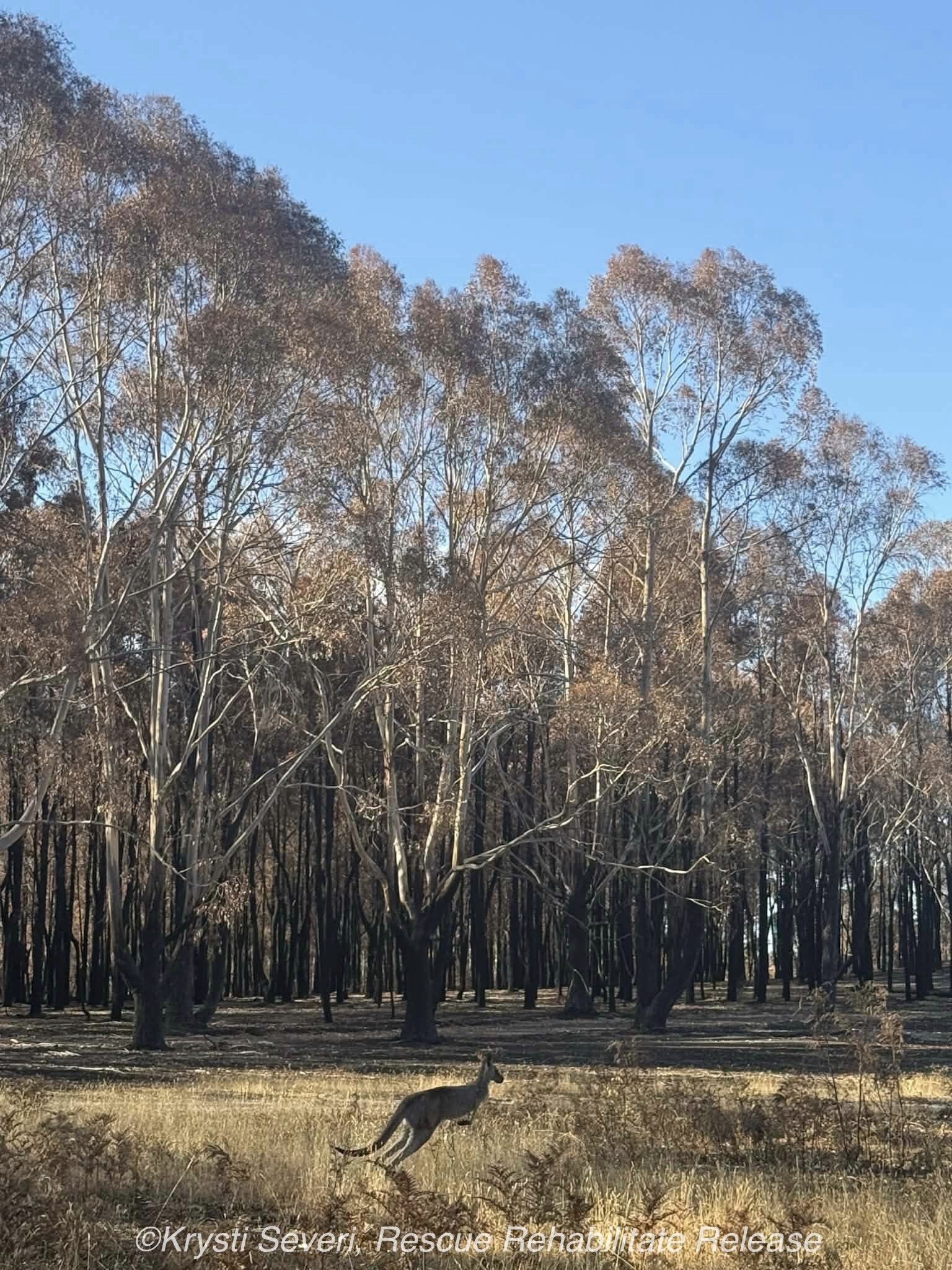 Kangaroo in the burnt landscape