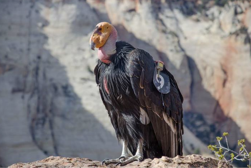 California condor on rocky ledge