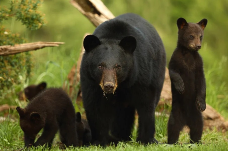 Black bear and  two cubs in wooded, grassy area