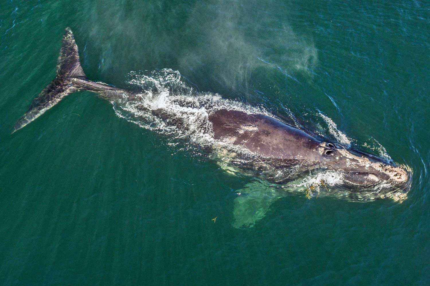 N Atlantic Right Whale swimming