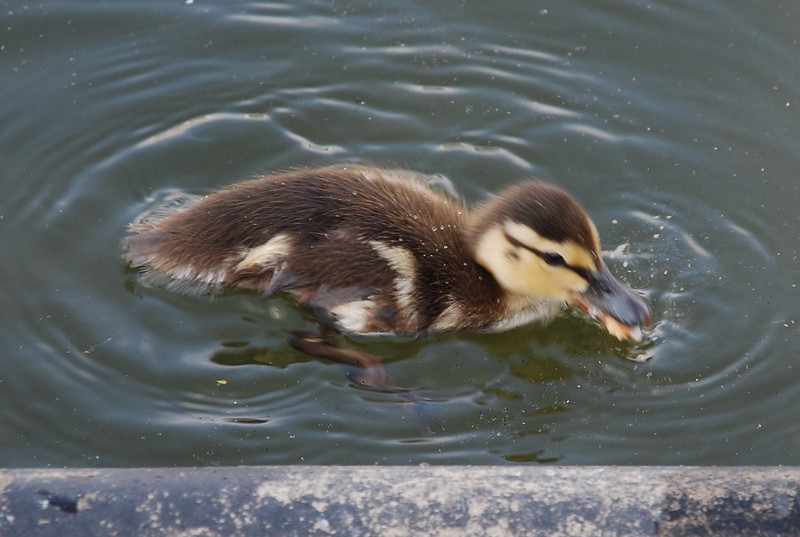 Duckling in reflecting pool