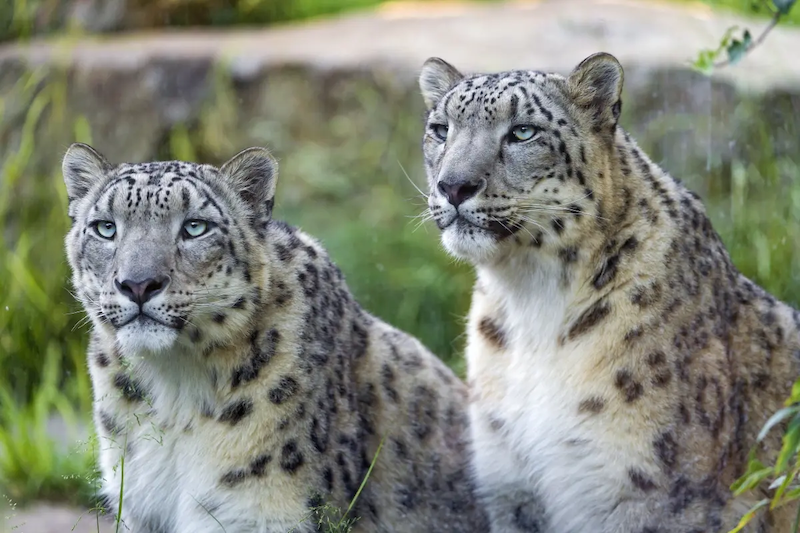 Two snow leopards in green grassy rocky area looking in viewer's general direction