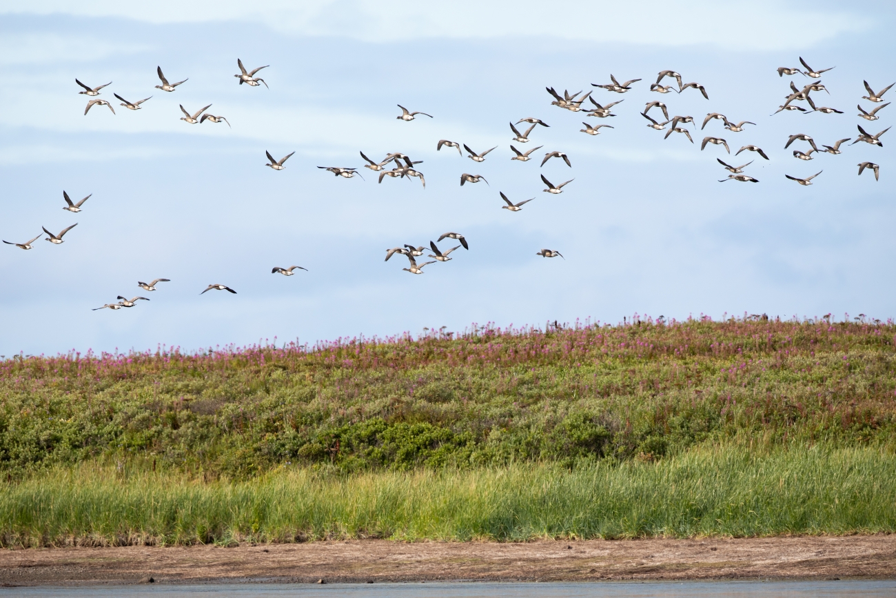Pacific black brant migration over Izembek National Wildlife Refuge