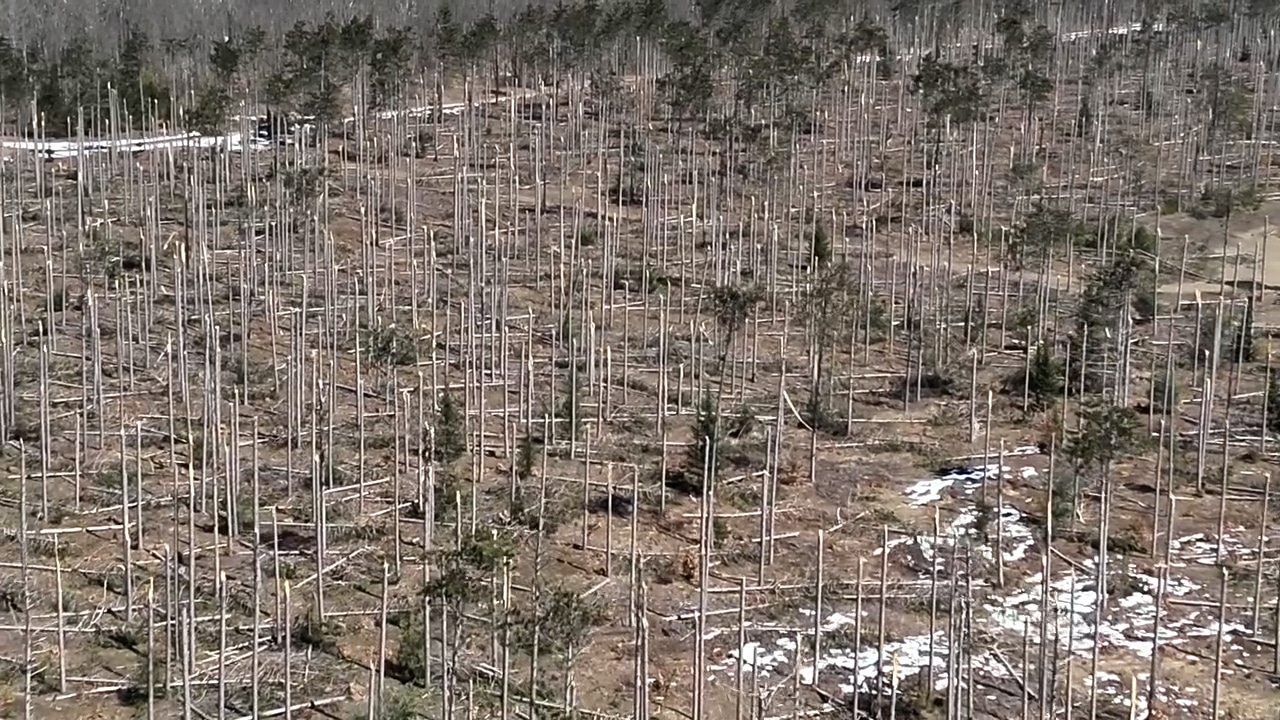 Forest damage following ice storm in Michigan. Photo credit MI DNR