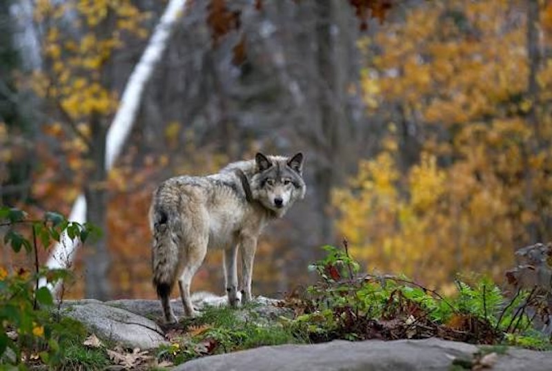 Wolf in autumn looking landscape with their tail down looking in viewer's direction