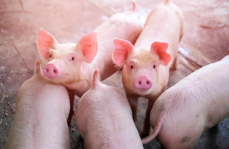 Pigs in confinement area with two facing viewer